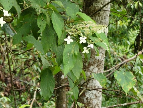 Hydrangea robusta — photo