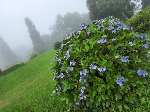 Hydrangea robusta