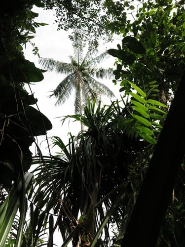 Hydriastele costata (Cape York palm) — photo