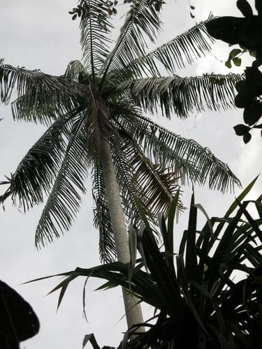 Hydriastele costata (Cape York palm) — photo