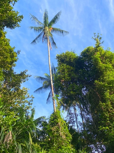 Hydriastele costata