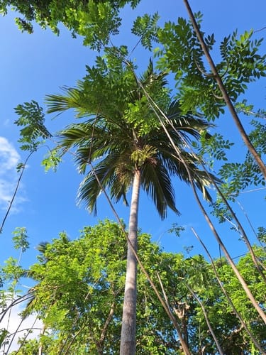Hydriastele cylindrocarpa (Niniu) — photo