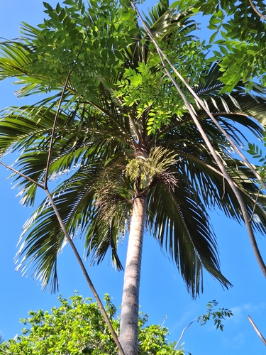 Hydriastele cylindrocarpa