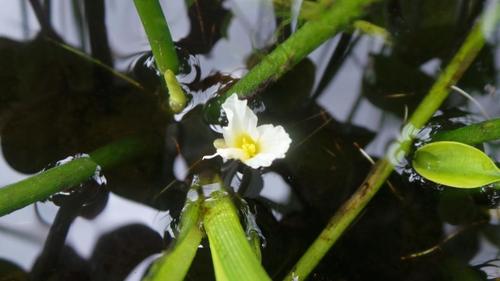 Hydrocharis chevalieri (African frogbite) — photo