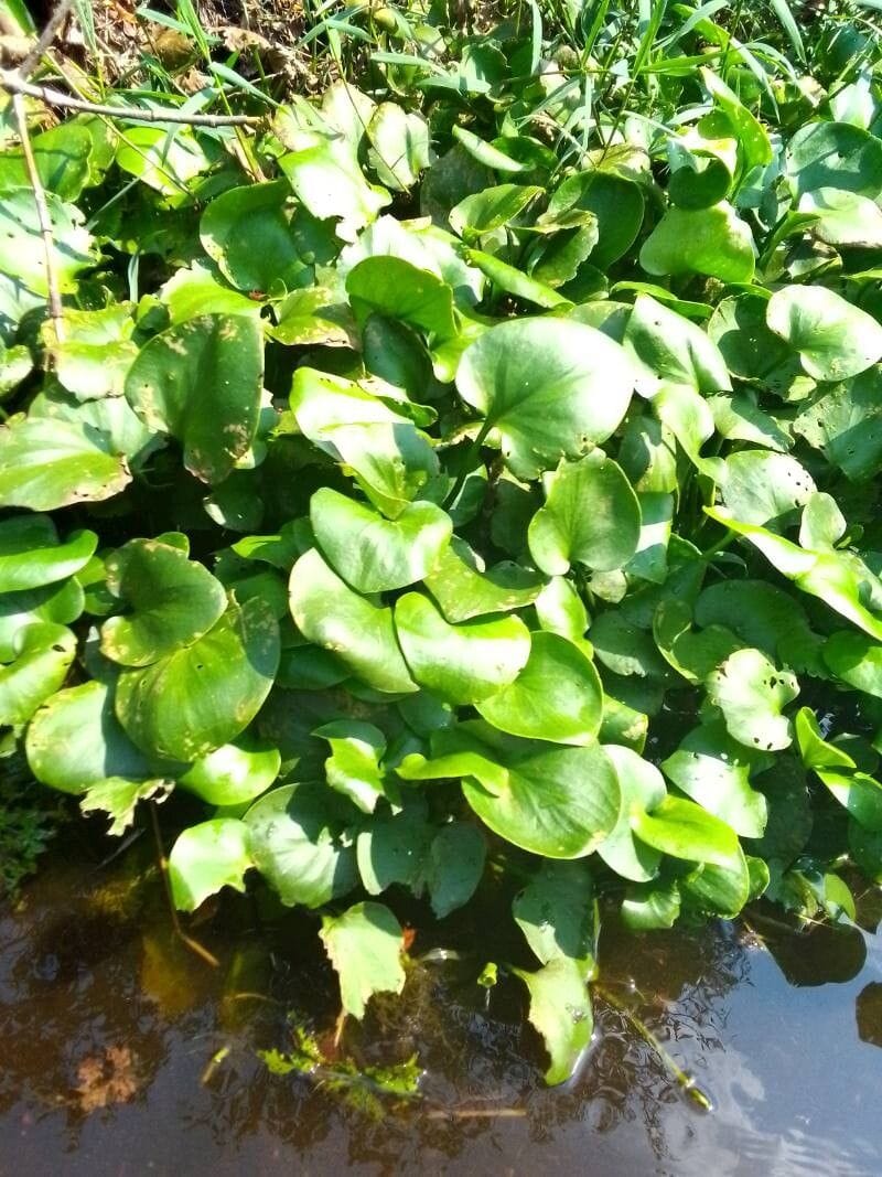 Hydrocharis chevalieri (African frogbite) — photo