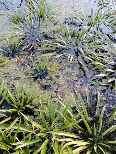 Hydrocharis morsus-ranae (European frogbit) — photo