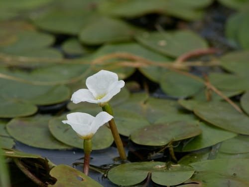 Hydrocharis morsus-ranae (European frogbit) — photo