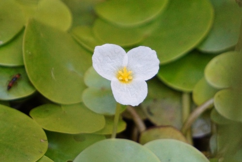 Hydrocharis morsus-ranae