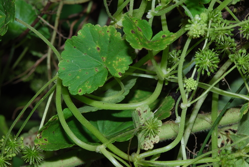 Hydrocotyle mexicana — photo