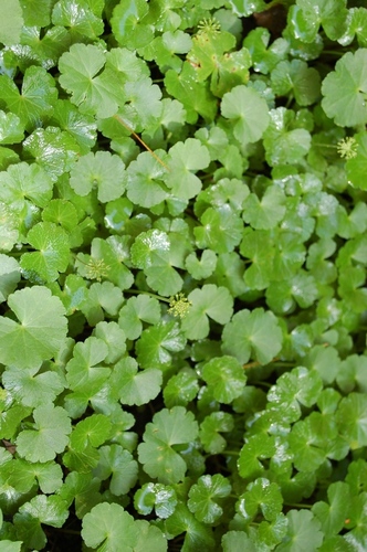 Hydrocotyle mexicana — photo