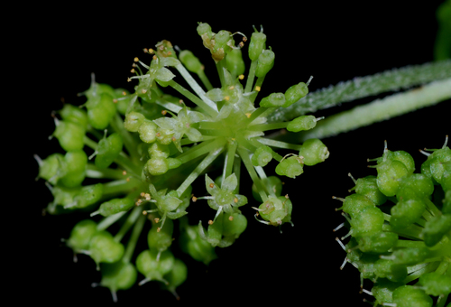Hydrocotyle mexicana