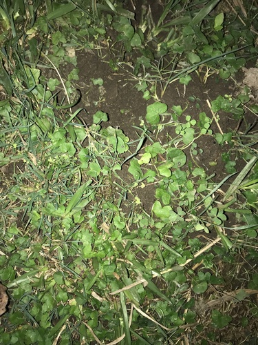 Hydrocotyle rotundifolia — photo