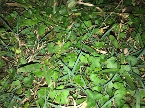 Hydrocotyle rotundifolia