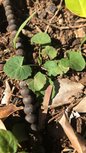 Hydrocotyle rotundifolia — photo
