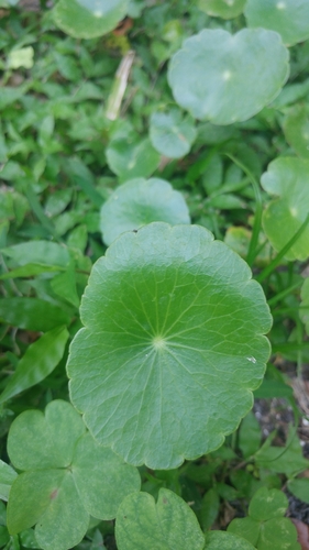 Hydrocotyle umbellata — photo