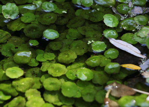 Hydrocotyle umbellata — photo