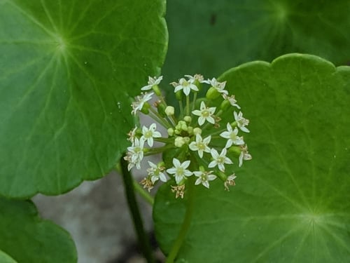 Hydrocotyle umbellata