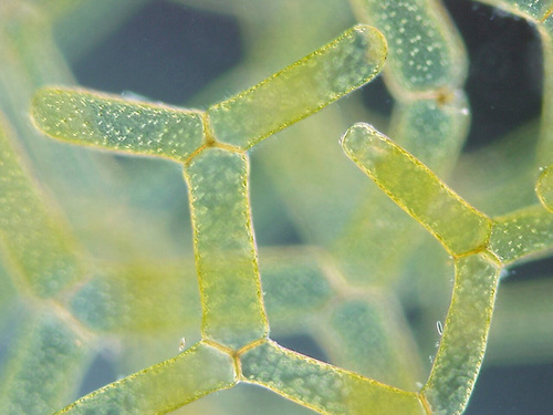 Hydrodictyon reticulatum (Nungsan) — photo