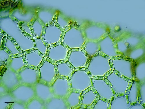 Hydrodictyaceae