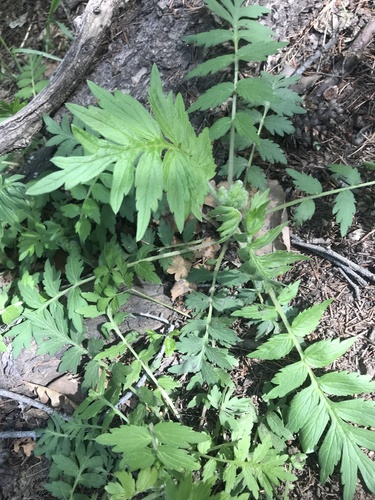 Hydrophyllum fendleri var. albifrons — photo