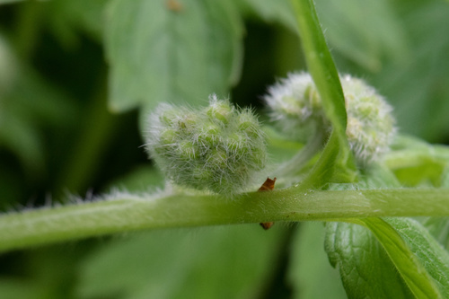 Hydrophyllum fendleri var. albifrons — photo