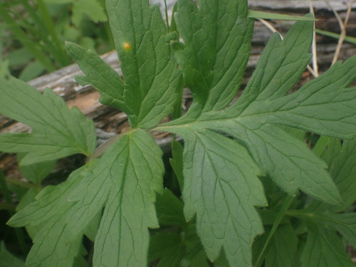 Hydrophyllum fendleri var. albifrons