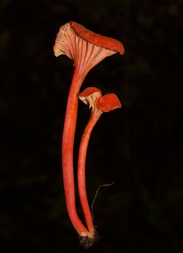 Hygrocybe cantharellus — photo