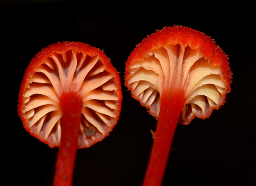 Hygrocybe cantharellus — photo