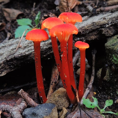 Hygrocybe cantharellus