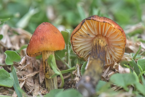 Hygrocybe nigrescens — photo