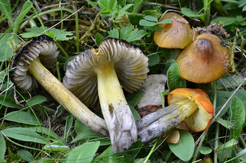 Hygrocybe nigrescens — photo