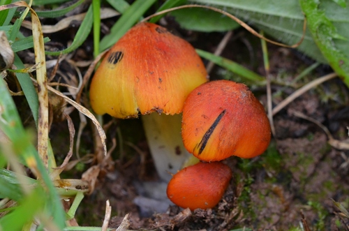 Hygrocybe nigrescens