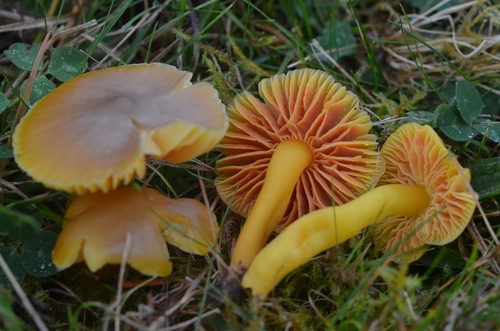 Hygrocybe obrussea — photo