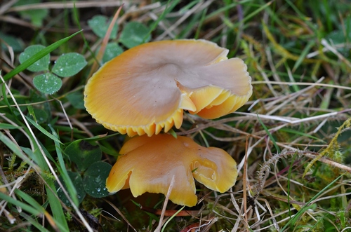 Hygrocybe obrussea — photo