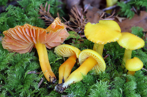 Hygrocybe obrussea