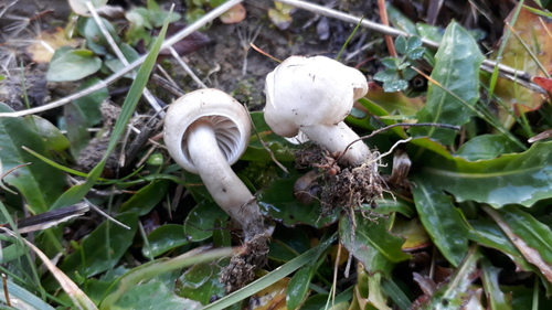 Hygrocybe unguinosa — photo