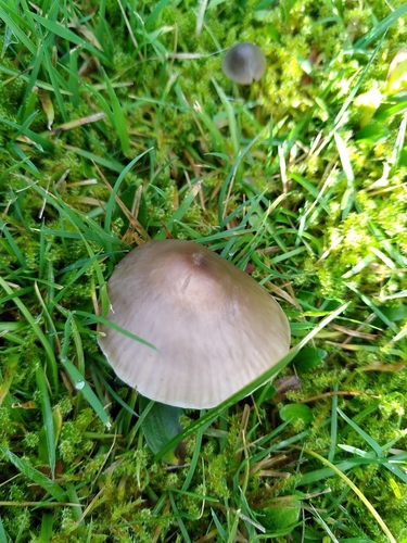 Hygrocybe unguinosa — photo