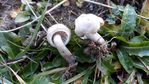 Hygrocybe unguinosa