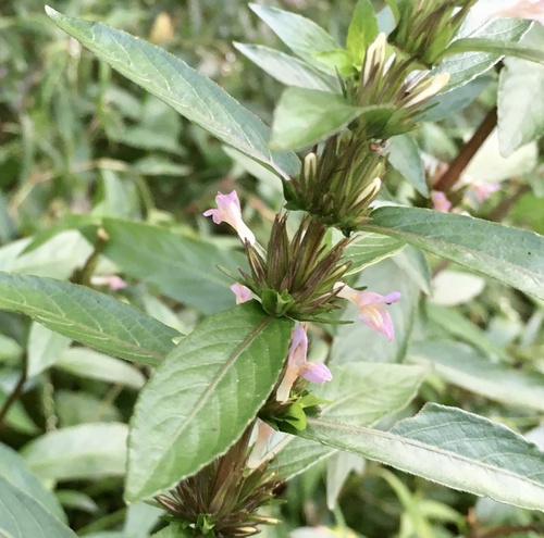 Hygrophila costata — photo