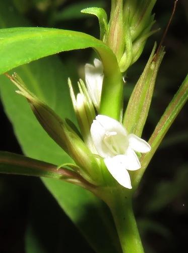 Hygrophila costata — photo