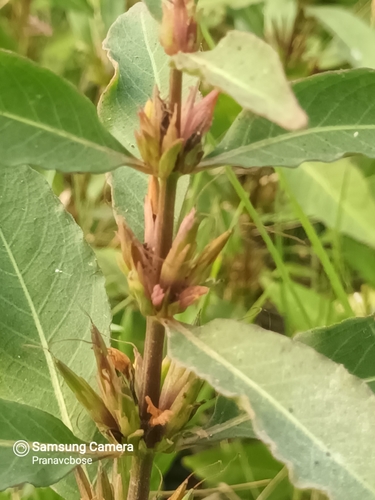 Hygrophila erecta — photo