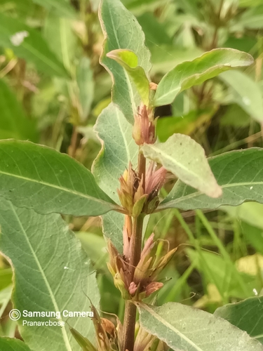 Hygrophila erecta