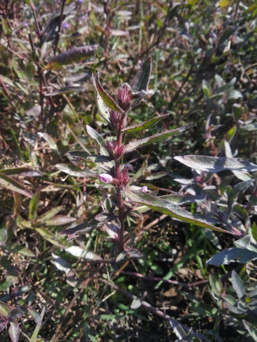 Hygrophila phlomoides (Burma linseed) — photo