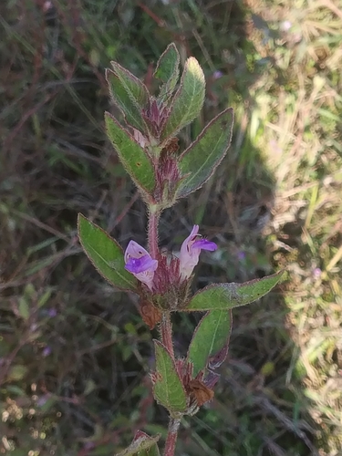 Hygrophila phlomoides (Burma linseed) — photo