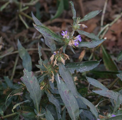 Hygrophila schulli (Marsh barbel) — photo