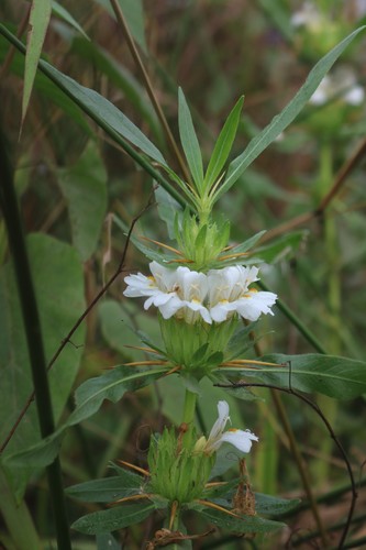 Hygrophila schulli (Marsh barbel) — photo