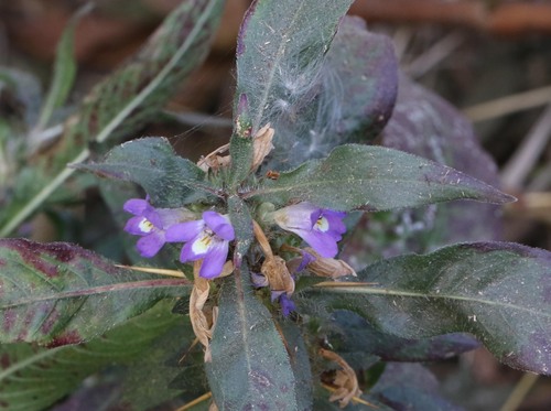 Hygrophila schulli