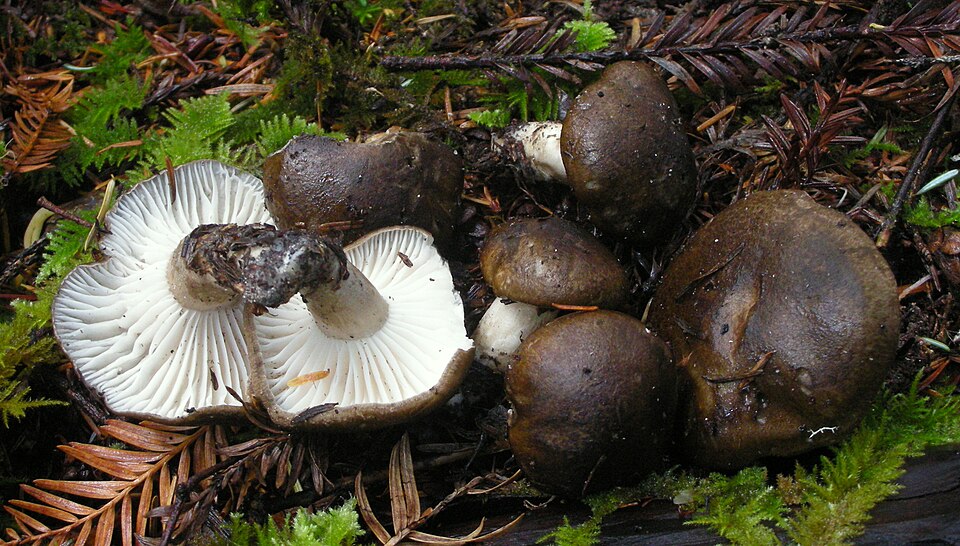 Hygrophorus caprinus — photo