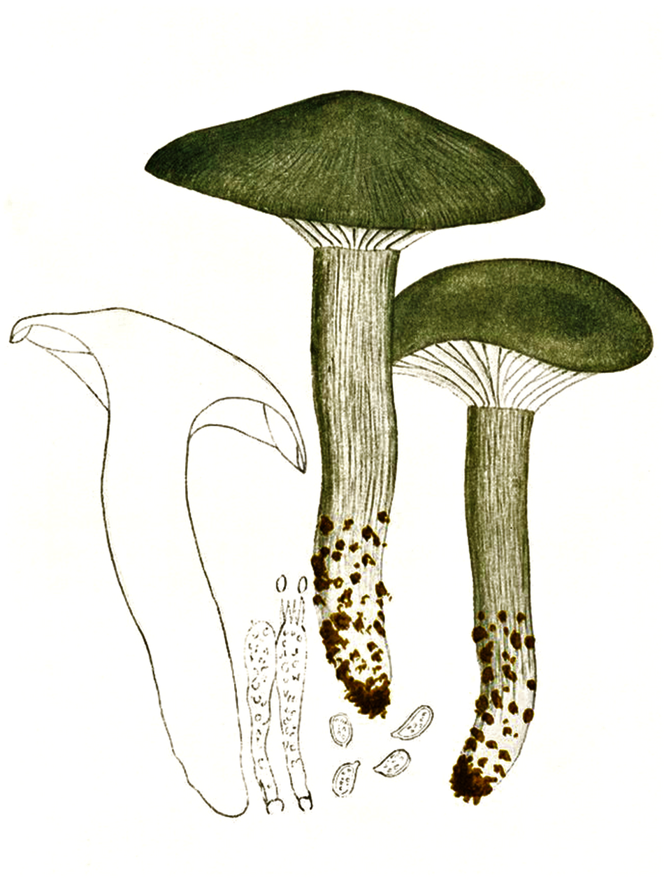Hygrophorus caprinus