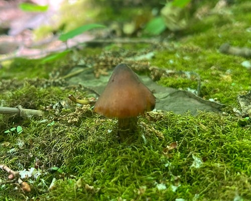 Hygrophorus conicus — photo